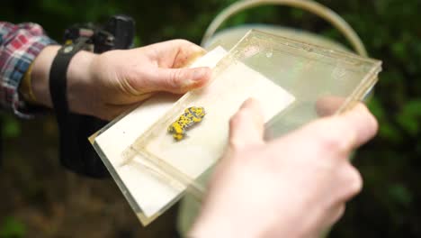Yellow-bellied-toad-in-a-CD-case-for-science-purpose.